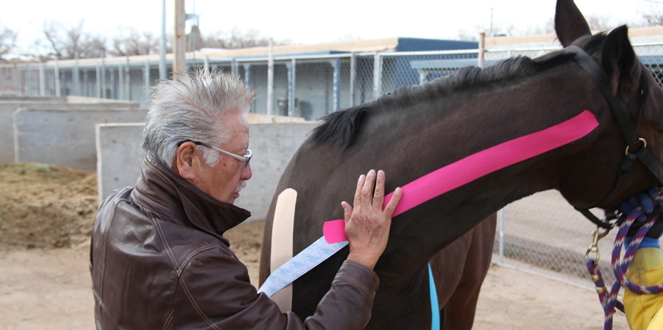Dr. Kase Kinesio Taping a Horse